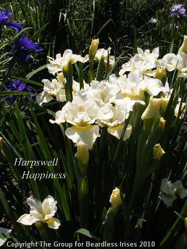 DSCF1456 - Harpswell Happiness